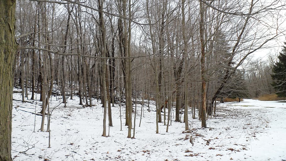 trees, forest, winter, nature, environment, park, scenery, outdoor HD wallpaper