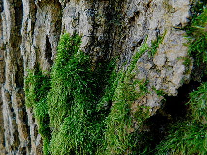 moss, tree, tribe, log, fouling, bark, plant, tree trunk, growth HD wallpaper