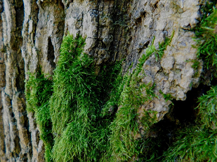 moss, tree, tribe, log, fouling, bark, plant, tree trunk, growth HD wallpaper