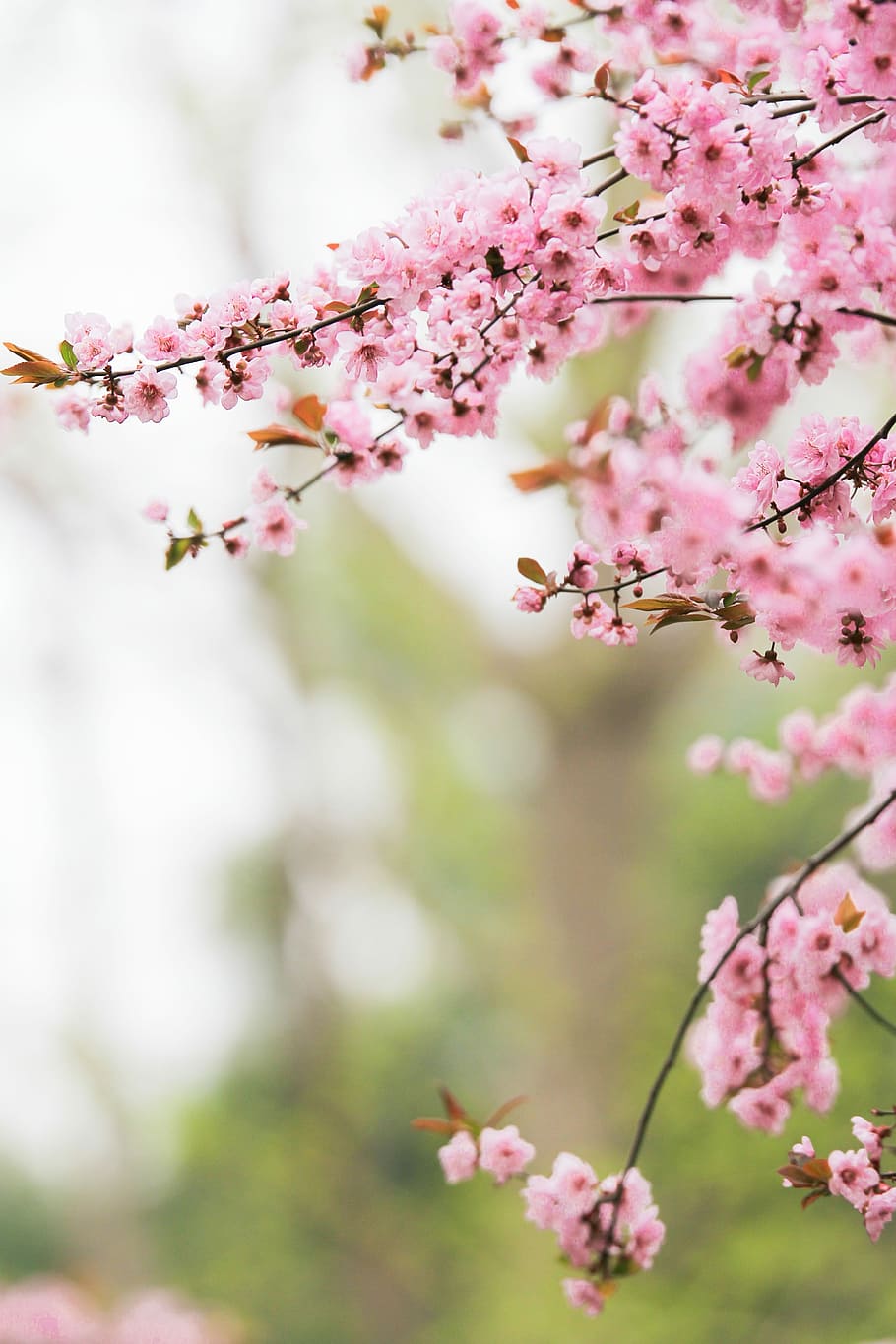 selective focus photography of pink sakura, selective focus photography of pink petaled flowers HD wallpaper