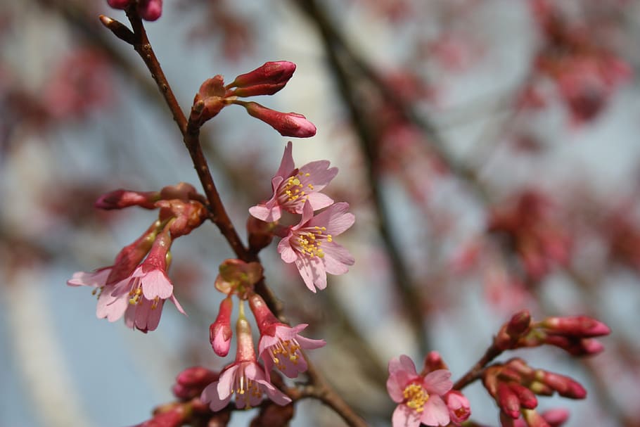 spring, pink, flower, nature, flowers, blossom, bloom, buttons HD wallpaper