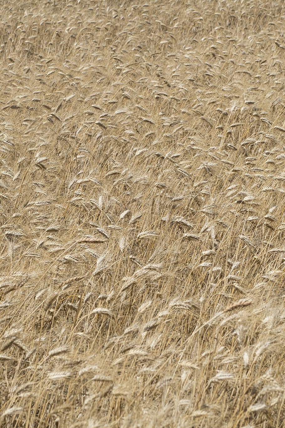 brown wheat fields, closeup photo of wheat field, cereal, crop HD wallpaper
