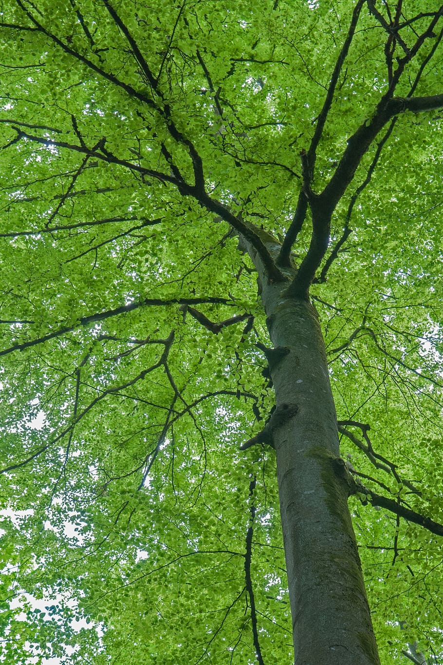 beech, spring, tree, leaves, green, nature, forest, branch HD wallpaper