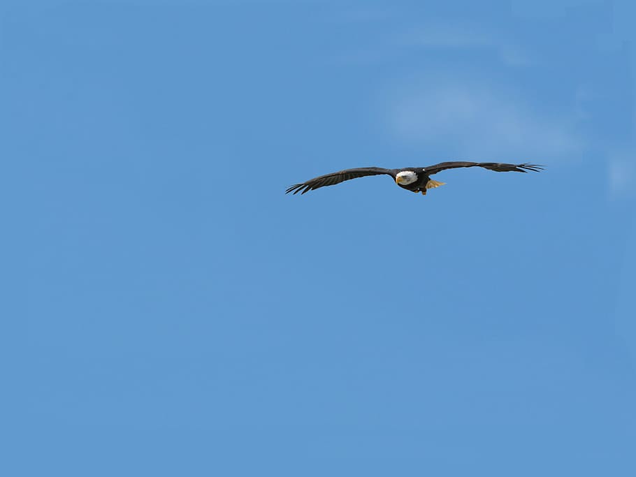 aerial photography of flying bald eagle under blue sky, bird HD wallpaper