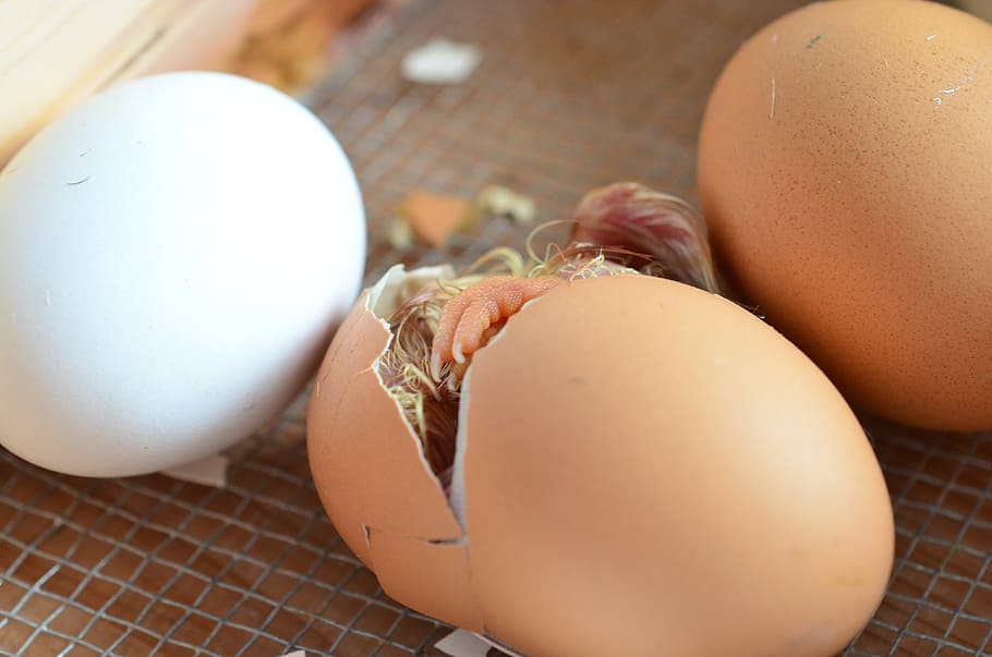 photo of hatch organic egg, chicks, eggshell, poultry, chicken HD wallpaper