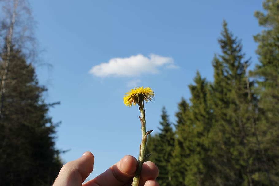 Flower, Cloud, Himmel, Tree, Spring, green, sweden, sky blue HD wallpaper