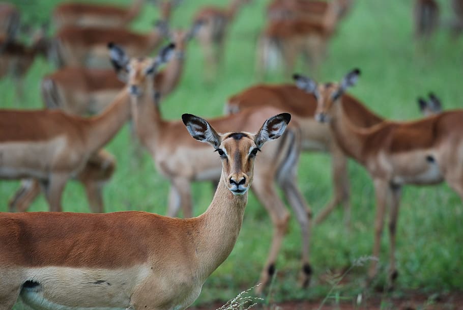 nature, grass, blur, fur, animals, antelope, deer, gazelle, herbivore HD wallpaper