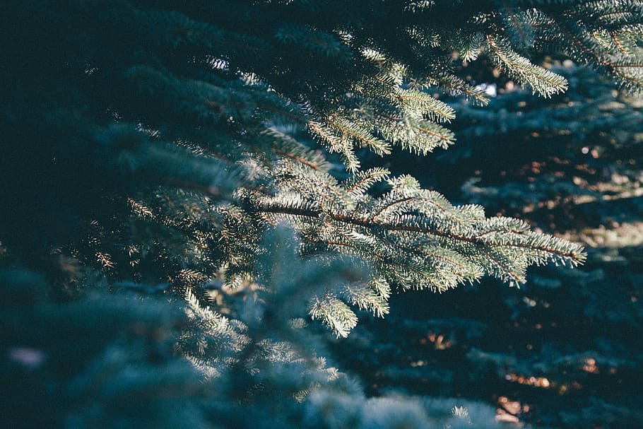 shallow focus photography of green plant, green leaf tree during day time HD wallpaper