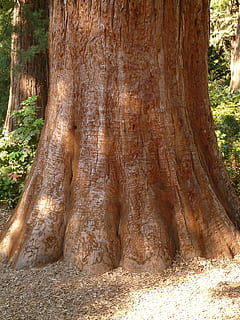 sequoia, tribe, bark, large, powerful, conifer, tree, trunk diameter HD wallpaper