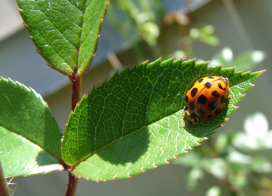 insect, ladybug, on, roses, plant part, leaf, invertebrate HD wallpaper
