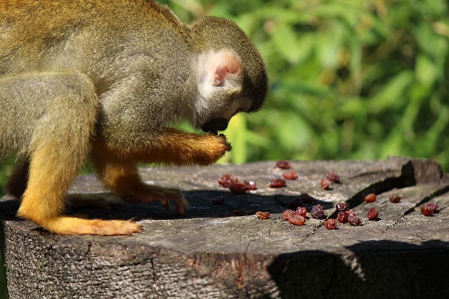 Squirrel Monkey, Capuchin, capuchin-like, saimiri, äffchen, HD wallpaper