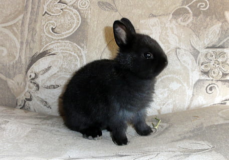 black rabbit on gray floral textile, one, bunny, easter, portrait HD wallpaper