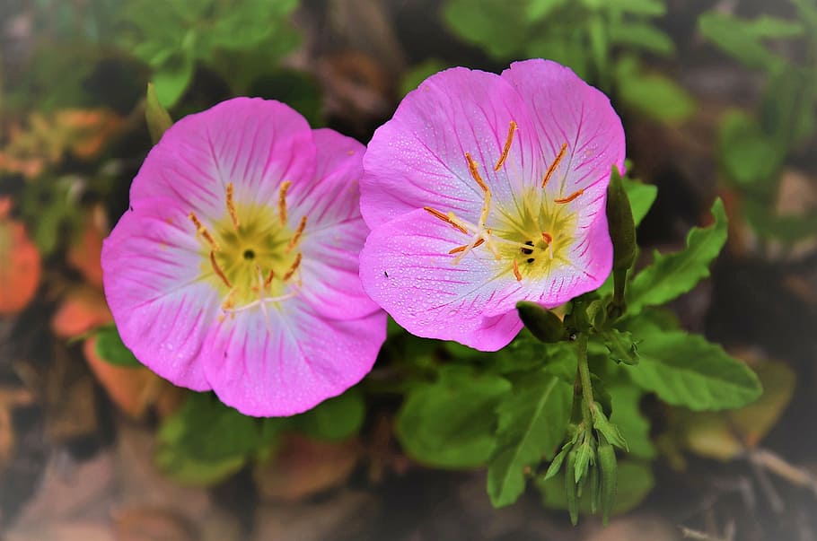 texas primrose, evening, bug, pink, flower, wildflower, bloom HD wallpaper