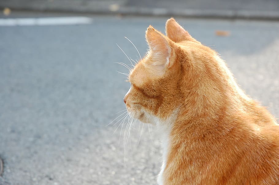 cat, a philosophical, on the roadside, one animal, mammal, animal themes HD wallpaper