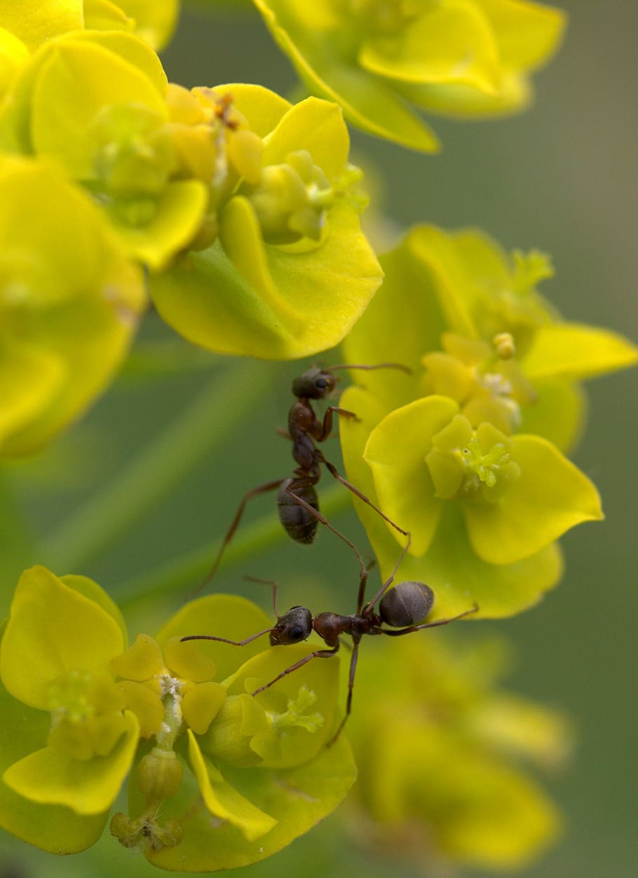 ant, plant, macro, insecta, flower, nature, springtime, summer HD wallpaper
