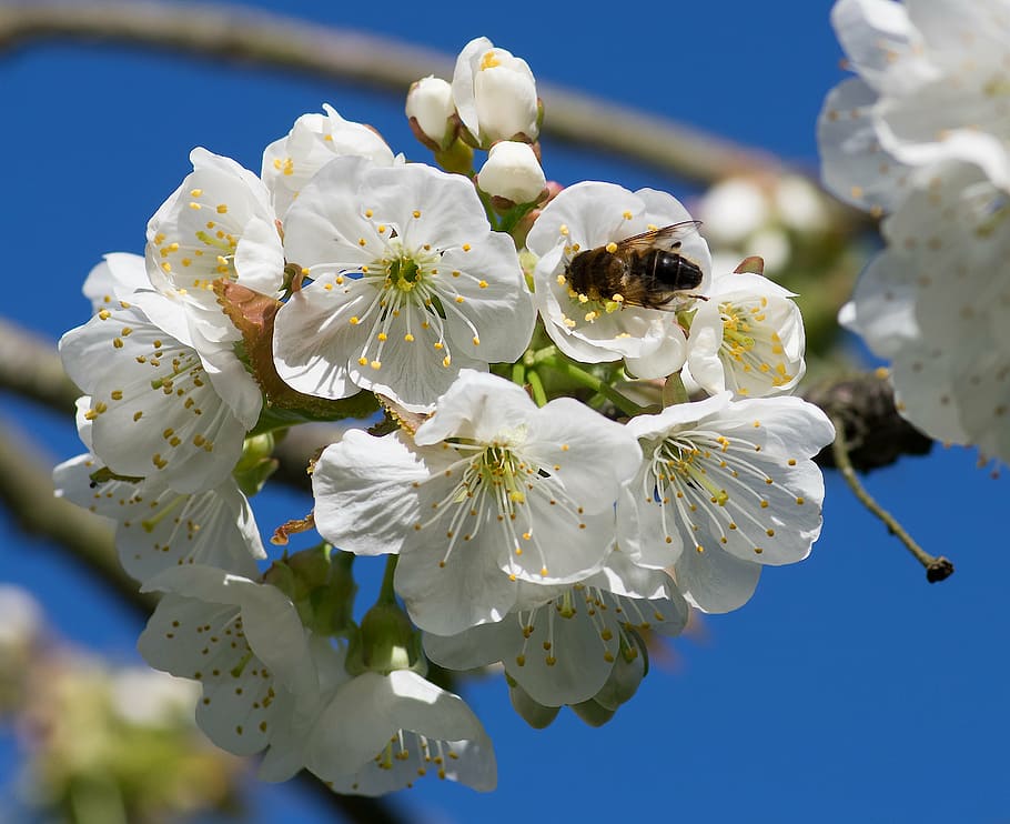 bee, pollinator, cherry, foraging, white flowers, nature, flowering plant HD wallpaper