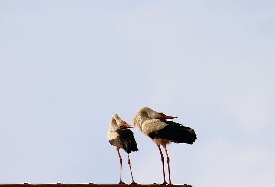 two white-and-black birds perched at daytime, storks, spring HD wallpaper