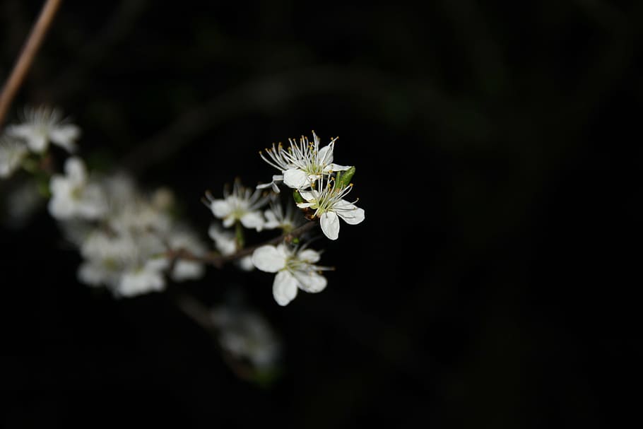 flower, white, spring, petal, nature, close-up, plant, springtime HD wallpaper