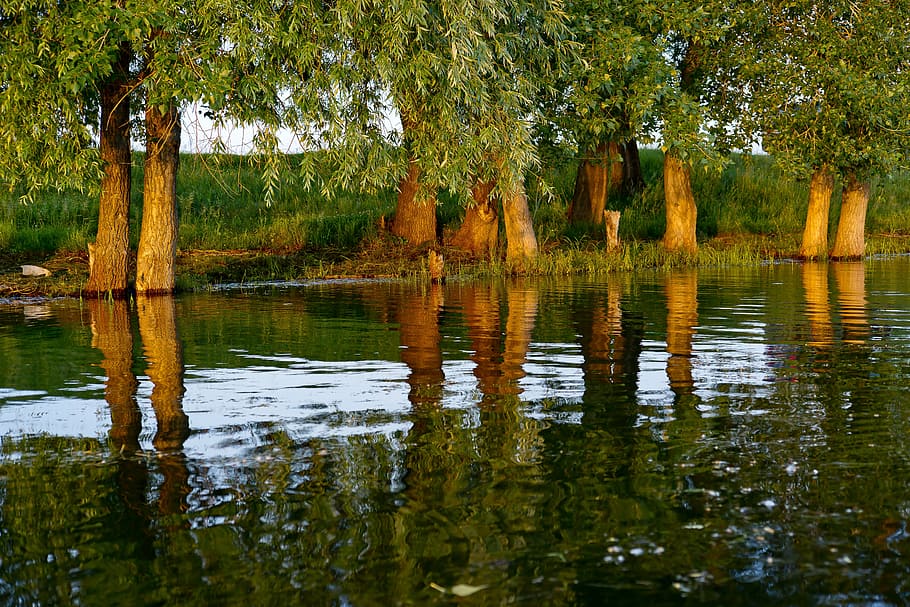 time lapse photography of body of water near trees, river, sunset HD wallpaper