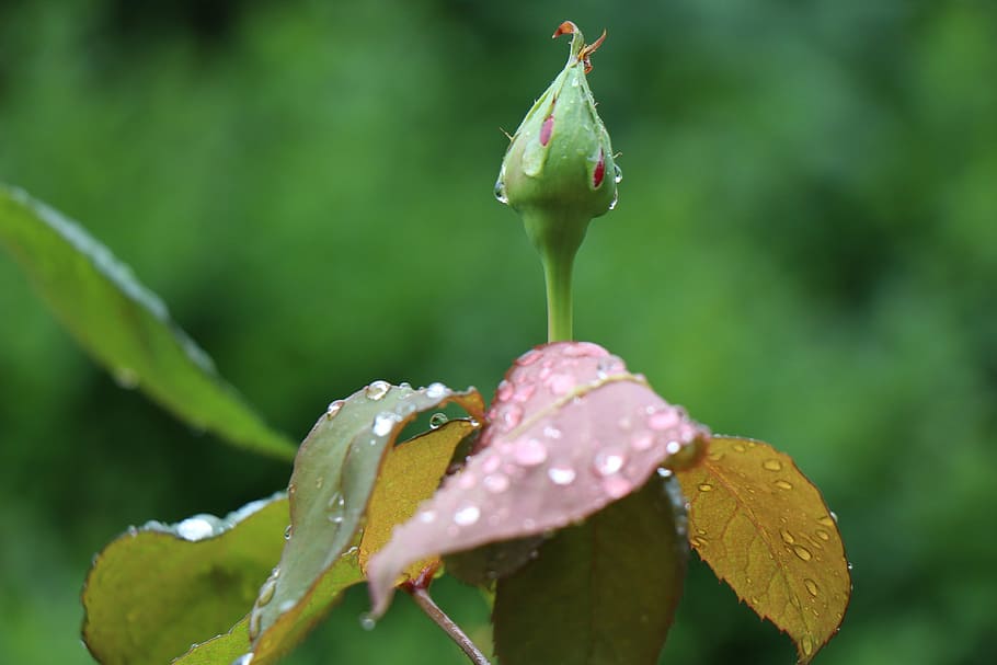 rosebud, after the rain, raindrops, just add water, foliage, HD wallpaper