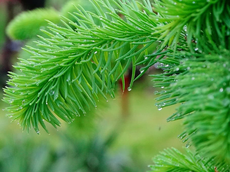 tree, needles, green, pine, iglak, plant, twigs, conifer, christmas tree HD wallpaper