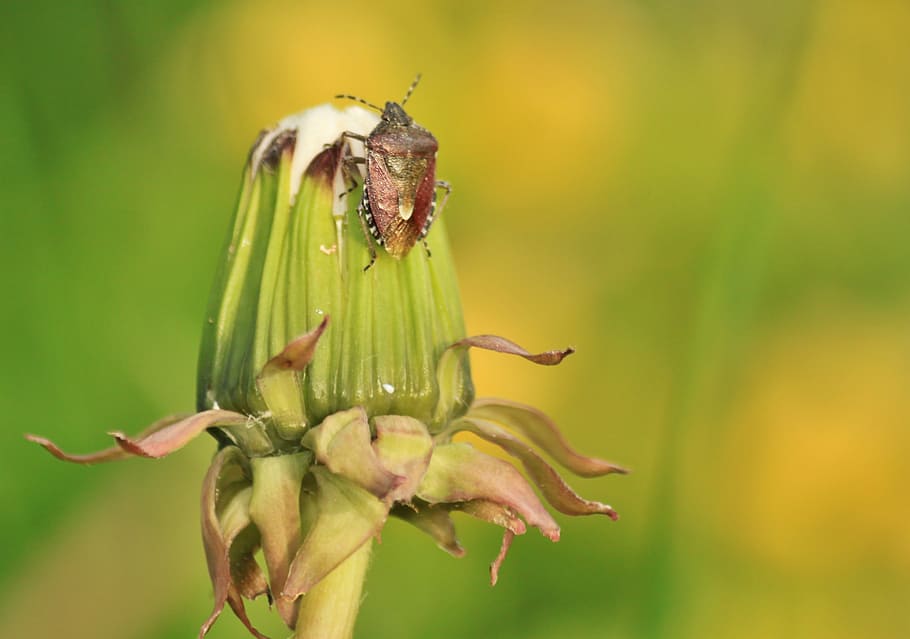 bug, shield bug, bug type, insect, insect macro, animal, dandelion HD wallpaper