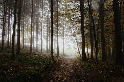 photography of trees, forest, away, morning, nature, landscape HD wallpaper
