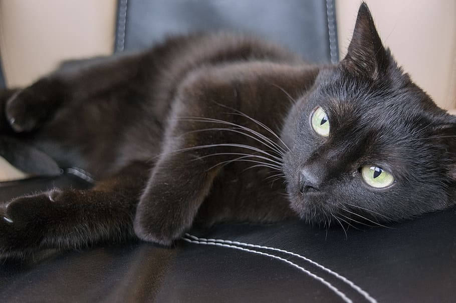 Black Cat, Pet, Muzzle, Cat, Cat, Animals, muzzle cat, cat eyes HD wallpaper