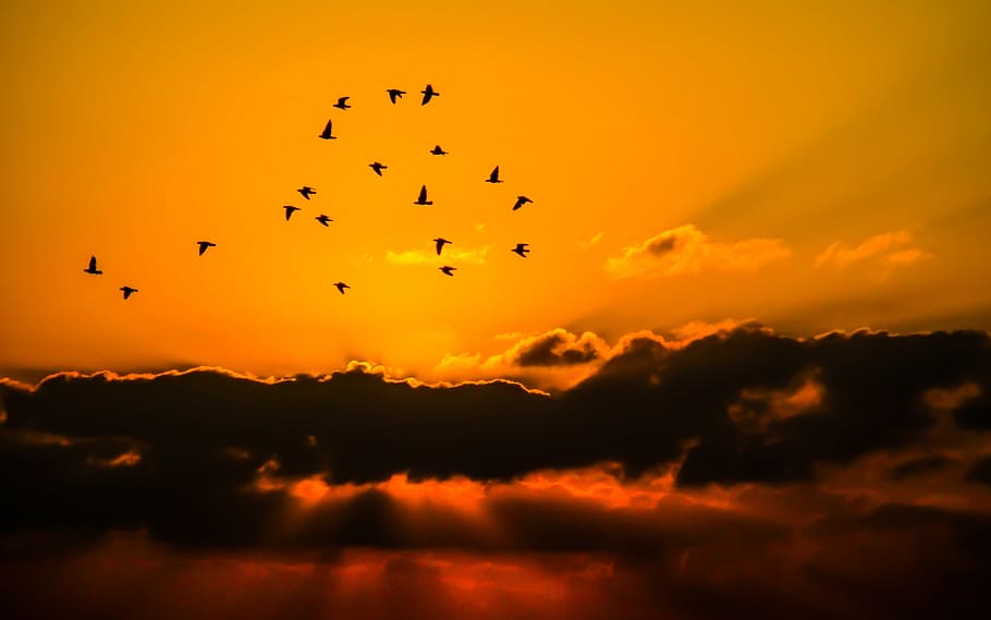 flight of bird above sky during golden hourts, birds, cloud HD wallpaper