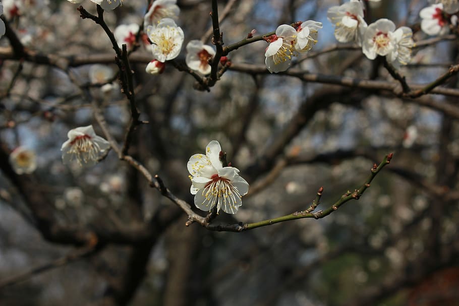 Flower, Tree, Artistic, Conception, artistic conception, spring HD wallpaper