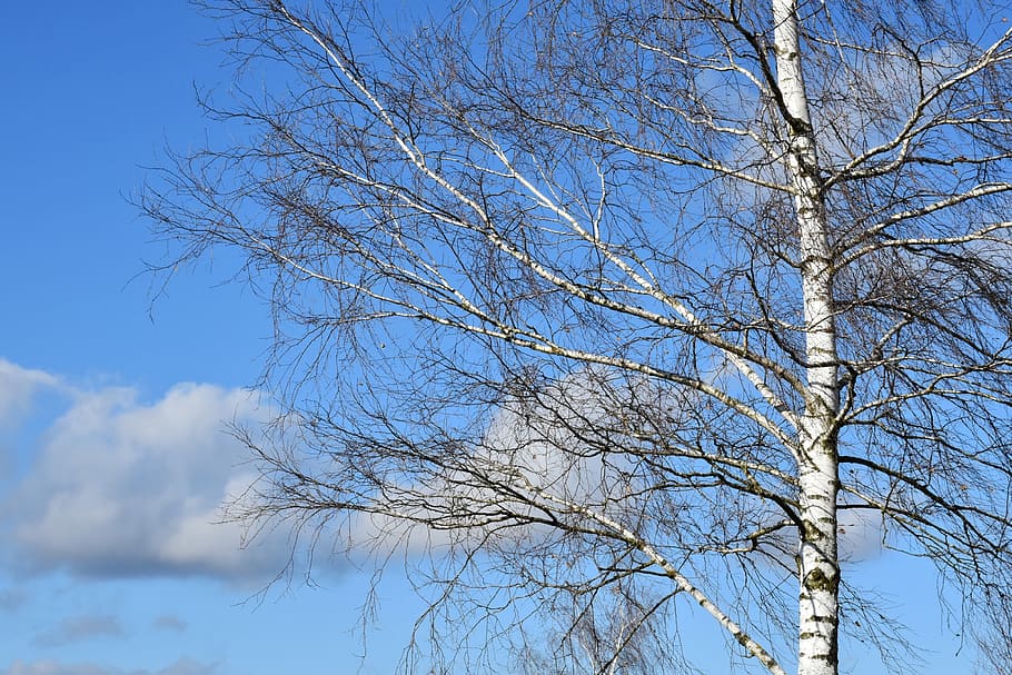 tree, birch, sky, clouds, sun, nature, wood, winter, mood, bare tree HD wallpaper