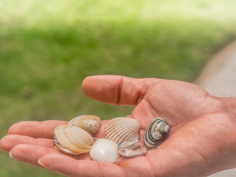 Shell, Hand, Love, Hands, gift, give, romantic, human, human Hand HD wallpaper
