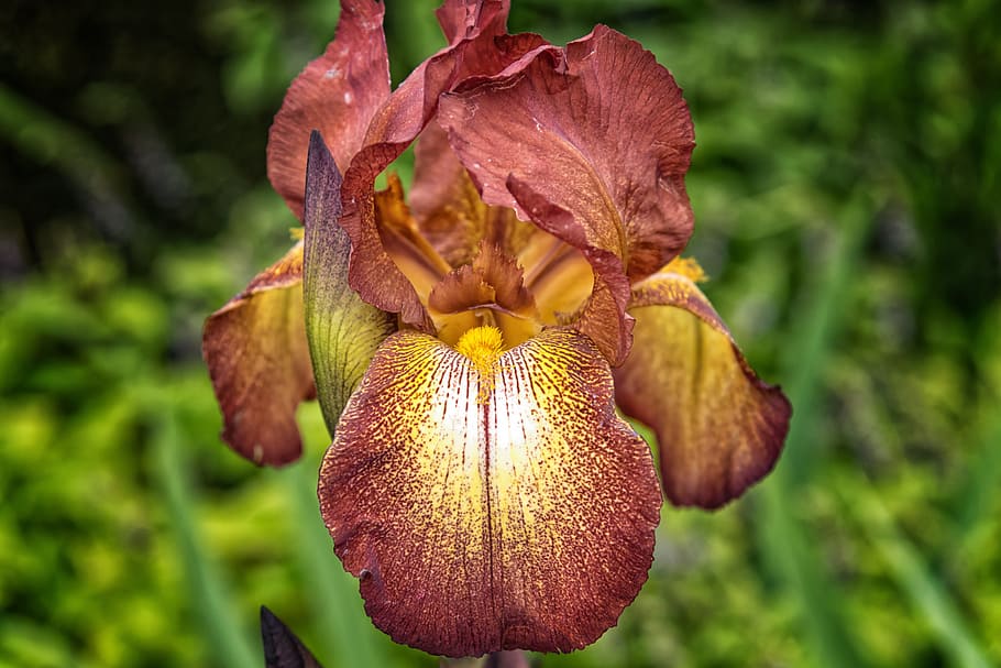 close-up photography of red iris flower, Iris, Plant, Lily HD wallpaper