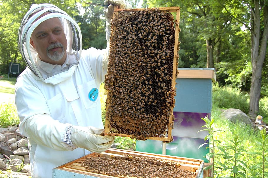 man holding bees board, Beekeeper, Frame, Beehive, Beekeeping