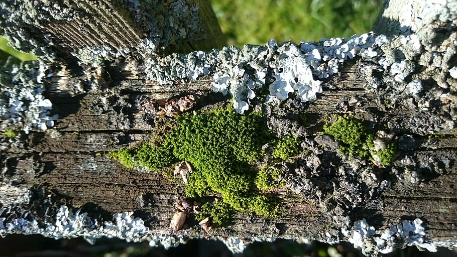 moss, macro, nature, overgrown, bemoost, plant, tree, textured HD wallpaper