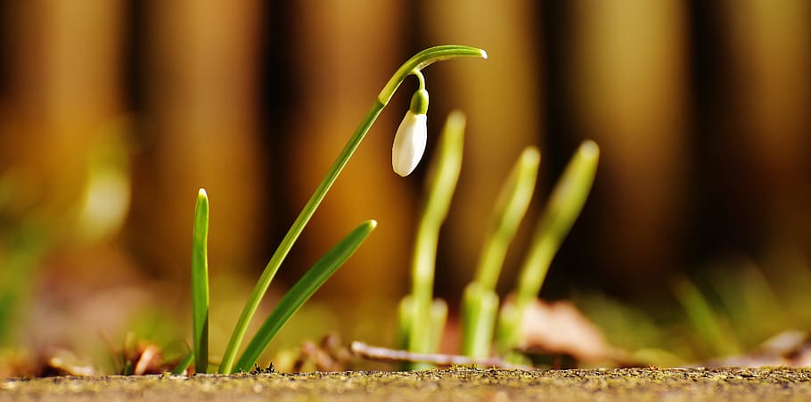 Snowdrop, Plant, Flower, Spring, Nature, close, white, garden HD wallpaper