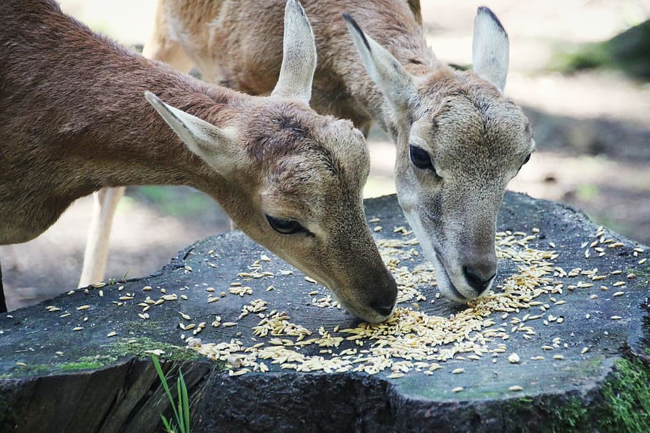 does, feeding, beautiful, small, pretty, animal, animal themes HD wallpaper
