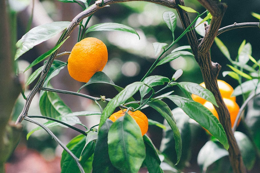 orange, tree, nature, branch, green, plant, fruit, season, natural HD wallpaper