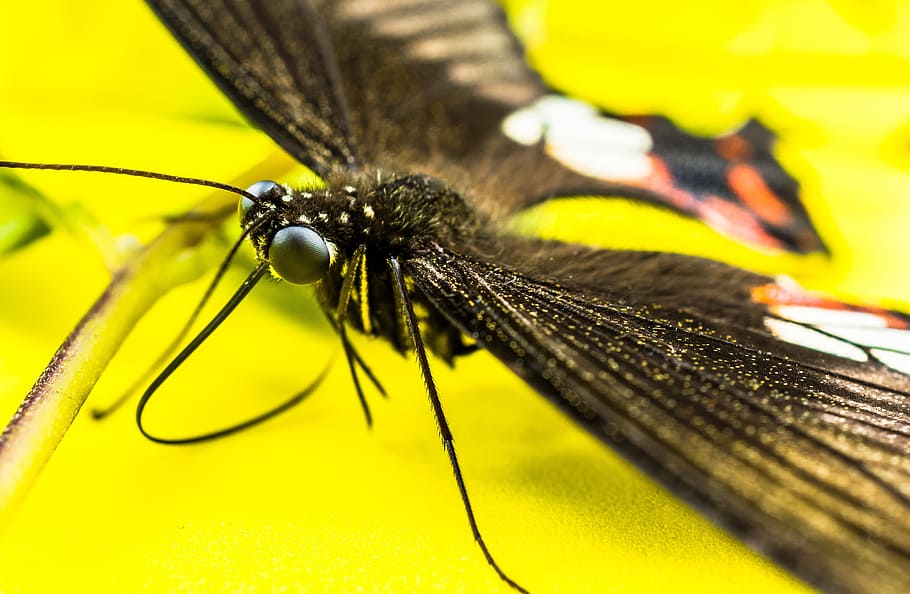 butterfly, insect, invertebrate, animal wildlife, animal themes HD wallpaper