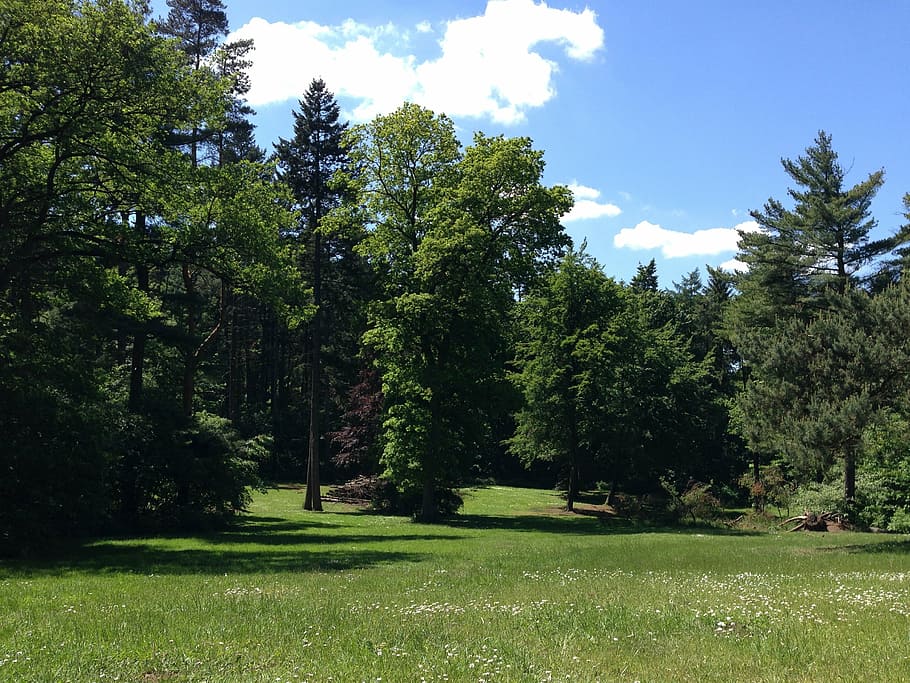 forest, sun, nature, meadow, sky, blue, nice weather, trees HD wallpaper