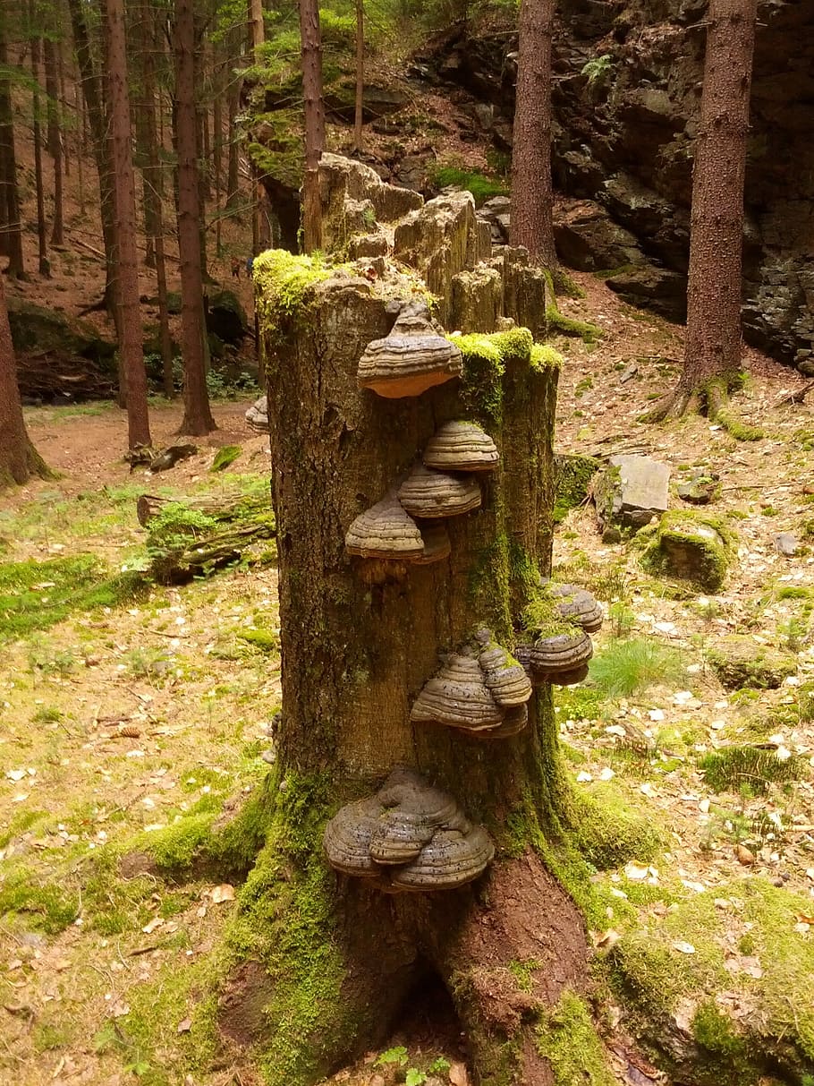 Tree, Stump, Forest, Green, Brown, fungus, funghi, mushroom HD wallpaper