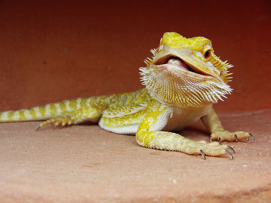 HD wallpaper: bearded dragon, spur, head, pogona vitticeps, lizard