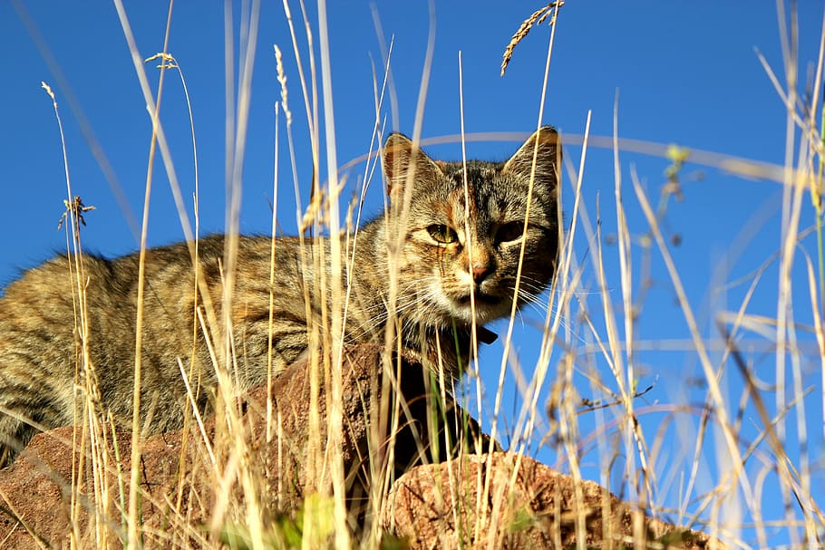 cat, hunter, grass, tabby, domestic Cat, animal, nature, pets HD wallpaper