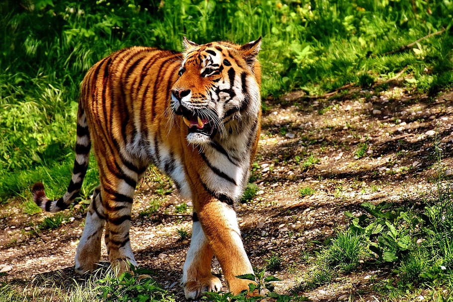 tiger near green grass, photography, predator, fur, beautiful HD wallpaper
