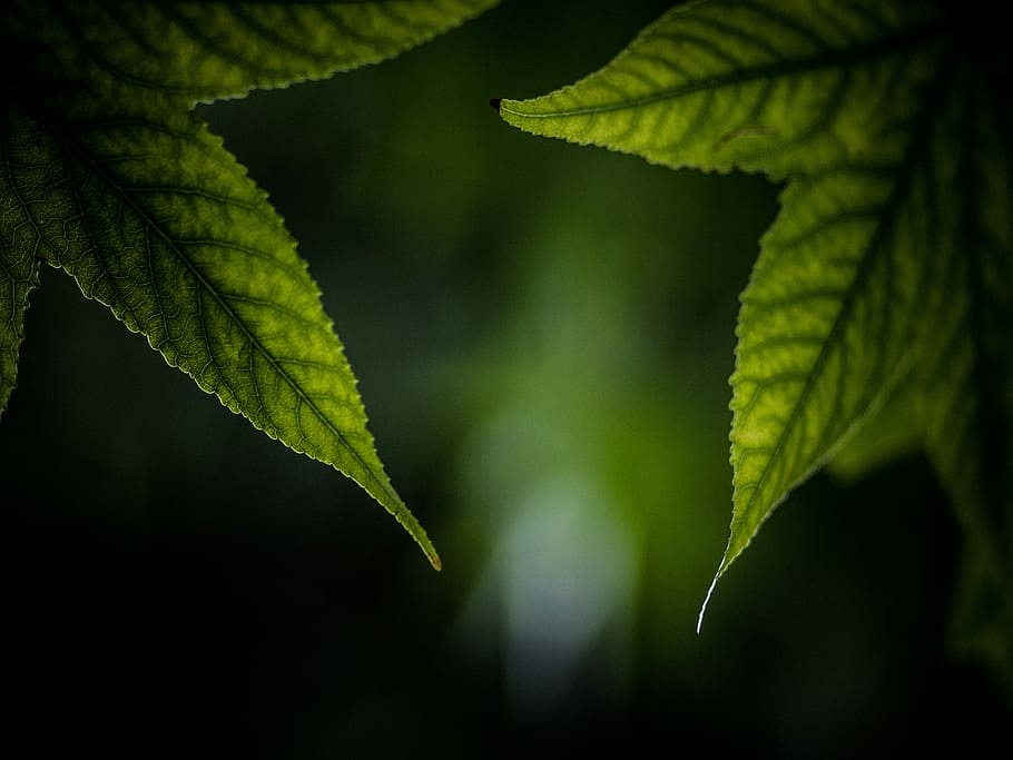 green leaf, shallow focus photography of green leaves, leafe HD wallpaper