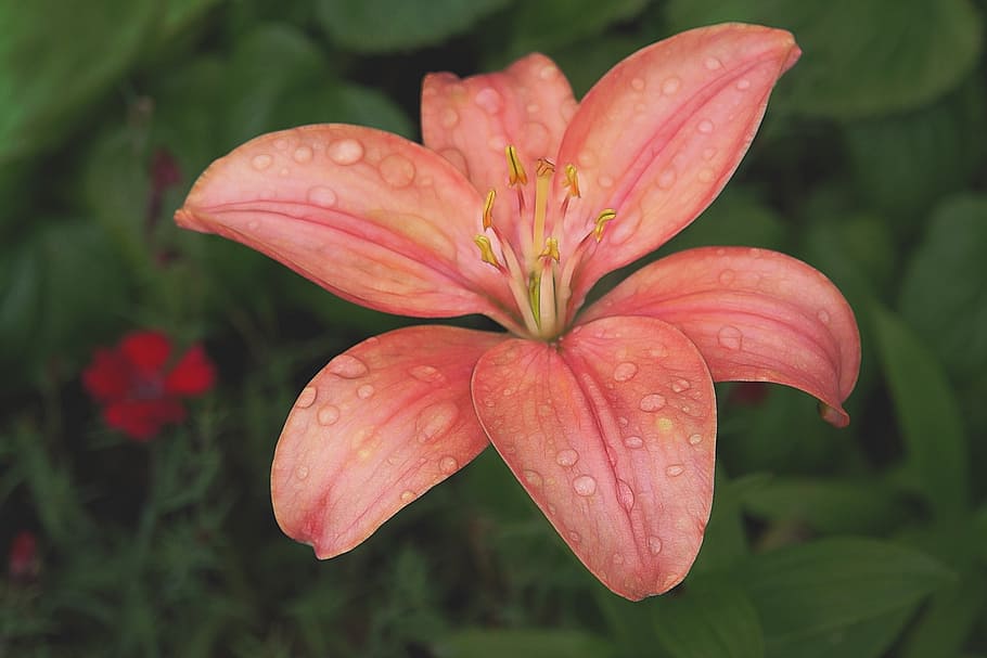 lily, flower, pink, nature, petal, flora, plant, bloom, blossom HD wallpaper