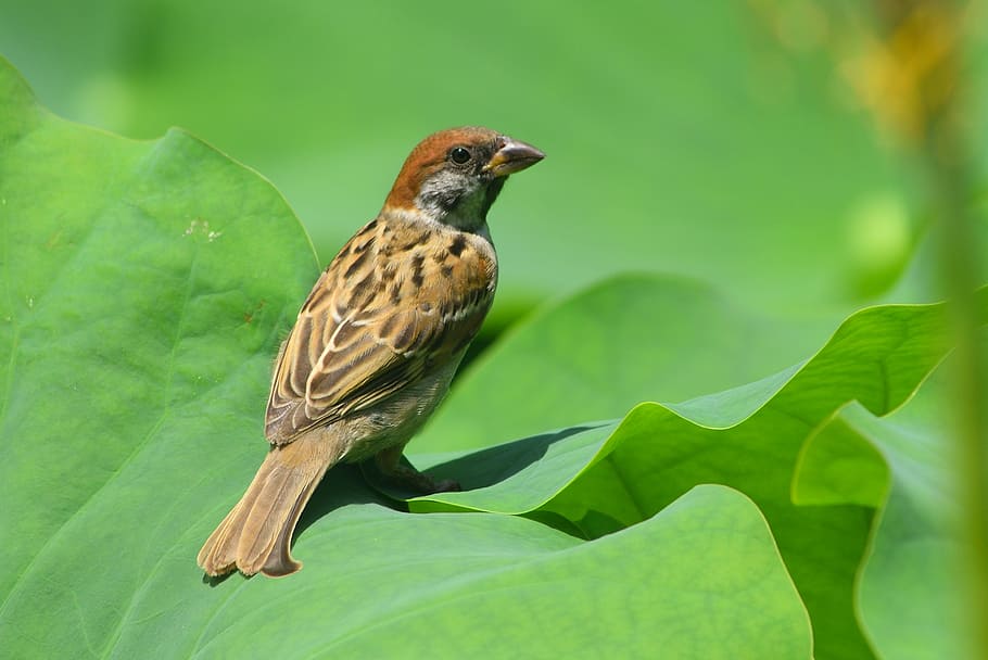 animal, bird, sparrow, animal wildlife, animal themes, one animal HD wallpaper