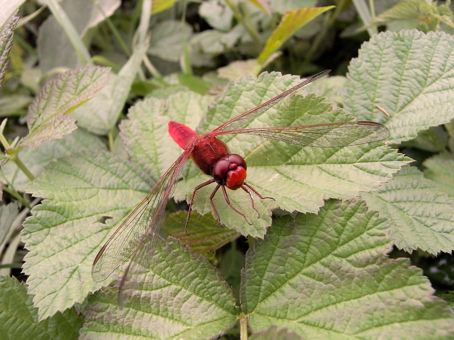 leaf, nature, plant, insect, dragonfly, red, plant part, fruit HD wallpaper