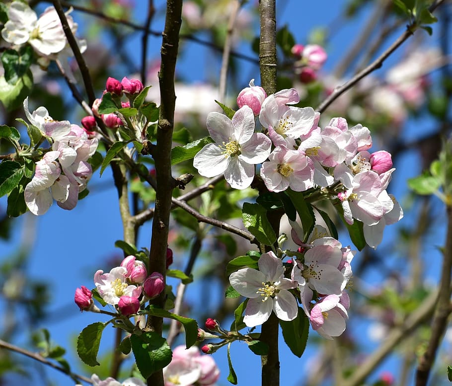 Tree, Blossoms, Sky, Spring, Bloom, Plant, tree blossoms, garden HD wallpaper