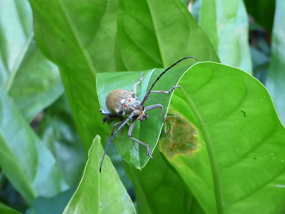 bug, tropical bug, forest, nature, animal, insect, plant part HD wallpaper